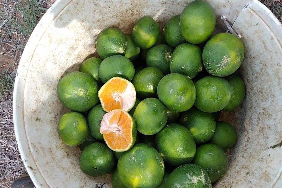 Mandarijn Satsuma Miyagawa Producten in de kijker Webshop